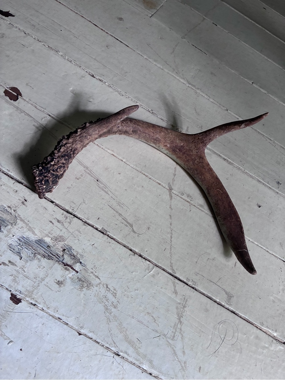 NATURALLY SHED WILD DEER ANTLER (HORN, KNIFE, CARVING, CHEW, TAXIDERMY)